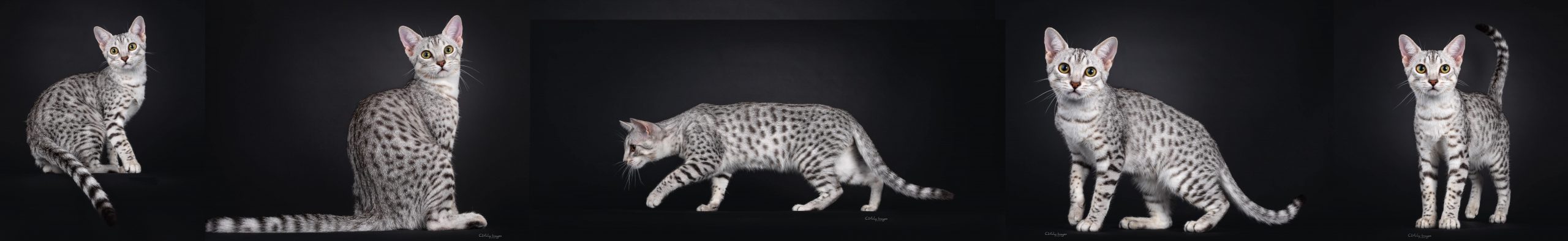 Egyptian store mau tiger