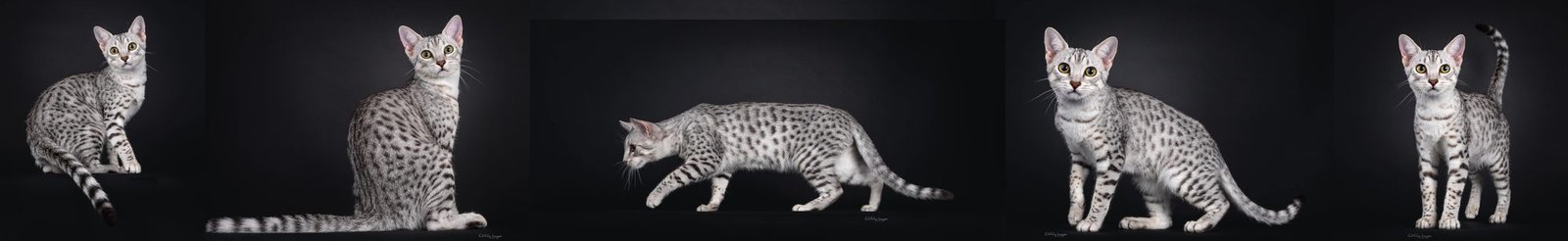 The Egyptian Mau Club