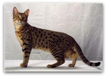 Bronze Egyptian Mau showing a warm brown spotted tabby coat