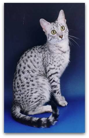 Silver Egyptian Mau with green eyes and a spotted tabby coat