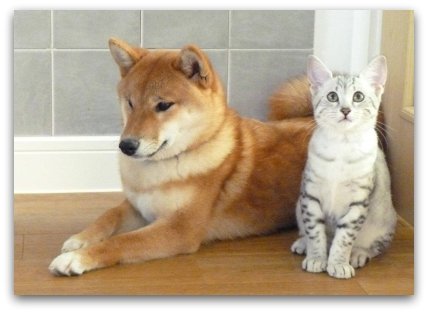 Silver Egyptian Mau Tarjikka with housemate Roxy, a Japanese Shiba Inu
